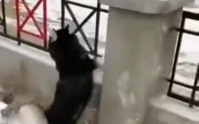 Dog Loves To Jump Through The Fence
