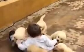Young Boy Attacked By Cute Puppy Litter - Animals - VIDEOTIME.COM