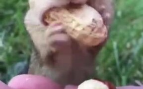 Human Feeding A Squirrel