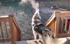 Husky Puppy Exhaling Smoke Into The Air