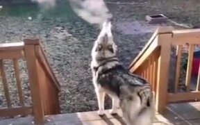 Husky Puppy Exhaling Smoke Into The Air