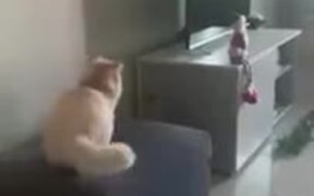 Fat Cat Faces Jumping Failure - Animals - VIDEOTIME.COM