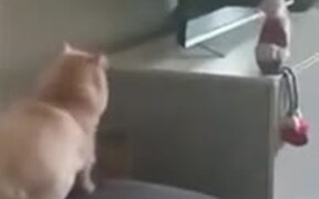 Fat Cat Faces Jumping Failure - Animals - VIDEOTIME.COM