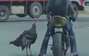 Turkey Attacking Biker On The Road