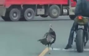 Turkey Attacking Biker On The Road - Animals - VIDEOTIME.COM