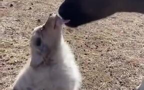 When A Calf Found A Puppy Tasty - Animals - VIDEOTIME.COM