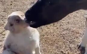 When A Calf Found A Puppy Tasty - Animals - VIDEOTIME.COM