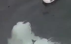 Beluga Whale Messing With A Seagull