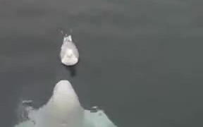 Beluga Whale Messing With A Seagull - Animals - VIDEOTIME.COM