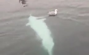 Beluga Whale Messing With A Seagull - Animals - VIDEOTIME.COM
