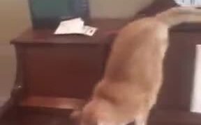 When A Cat Stepped On The Piano - Animals - VIDEOTIME.COM