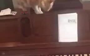 When A Cat Stepped On The Piano - Animals - VIDEOTIME.COM