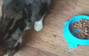 Cat Only Eats From The Floor - Animals - VIDEOTIME.COM