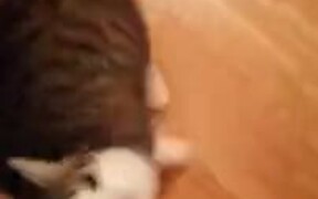 Kitty Making A Cute Purring Noise - Animals - VIDEOTIME.COM