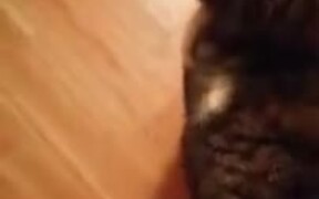 Kitty Making A Cute Purring Noise - Animals - VIDEOTIME.COM