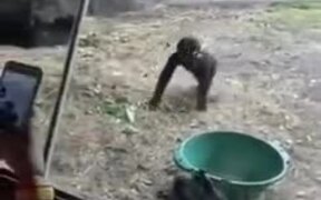 Full Gorilla Family Having A Fight - Animals - VIDEOTIME.COM