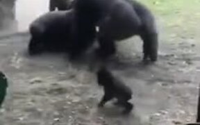 Full Gorilla Family Having A Fight