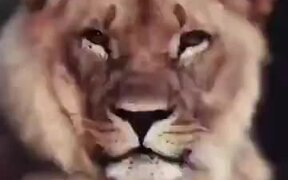 Mind-Blowing Video On The Animal Kingdom