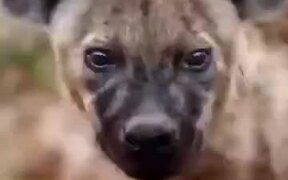 Mind-Blowing Video On The Animal Kingdom - Animals - VIDEOTIME.COM