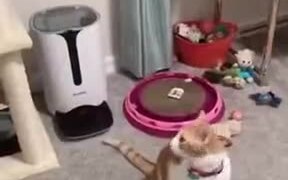 Cat Loves Food Dispenser Machine