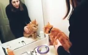 Cat Who Doesn't Like A Mirror