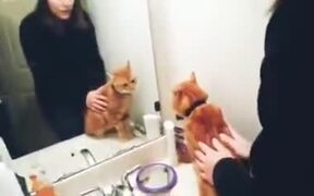 Cat Who Doesn't Like A Mirror - Animals - VIDEOTIME.COM