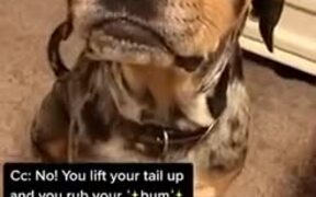 When The Dog Feels Chatty - Animals - VIDEOTIME.COM