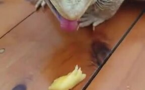 Dragon Unable To Eat Fruit