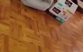 Cat Trying To Fit A Big Bed In A Small Box