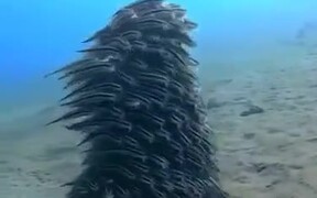 A Team Of Mustached Eel Fish - Animals - VIDEOTIME.COM