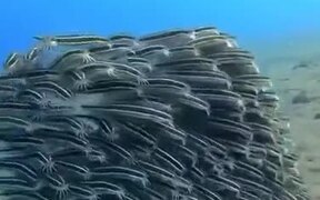 A Team Of Mustached Eel Fish