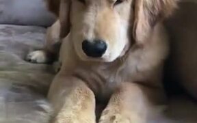 When You Annoy A Golden Retriever - Animals - VIDEOTIME.COM