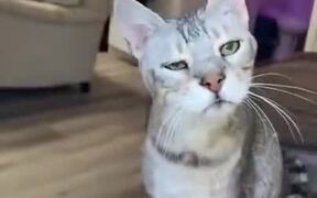 Sleepy Cat Greeting Human - Animals - VIDEOTIME.COM