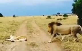 When A Lion Tried To Mess With The Wife