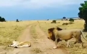 When A Lion Tried To Mess With The Wife - Animals - VIDEOTIME.COM