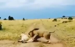When A Lion Tried To Mess With The Wife