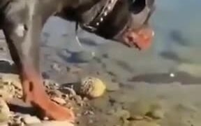A Dog That Can Catch Fishes - Animals - VIDEOTIME.COM