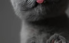 How To Do An Adorable Cat Photoshoot