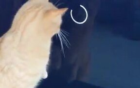 Cat Trying To Catch The Buffering Circle