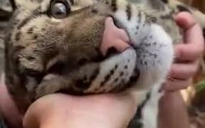 Tiger Cub Getting Ear Massaged - Animals - VIDEOTIME.COM