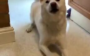 Doggo Too Excited For Dinner - Animals - VIDEOTIME.COM