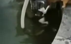 Good Dog Rescuing A Cat From Drowning