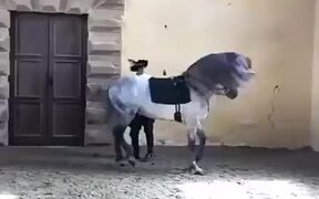 Majestic Andalusian Horse