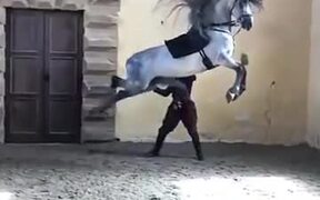 Majestic Andalusian Horse