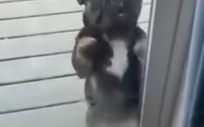 Dog Dancing On Two Legs