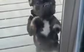Dog Dancing On Two Legs - Animals - VIDEOTIME.COM