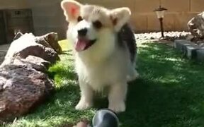 Corgi Loves To Play With Water