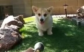 Corgi Loves To Play With Water - Animals - VIDEOTIME.COM