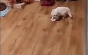 Tango Between A Cat And Dog