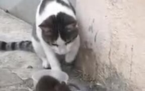 Rat Bossing A Cat And Eating Its Food - Animals - VIDEOTIME.COM